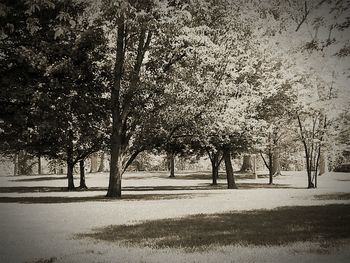 Trees in the dark