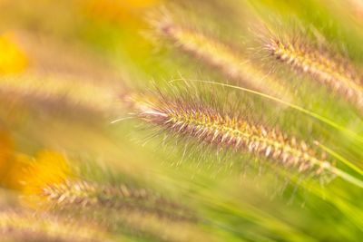 Close-up of dandelion on field