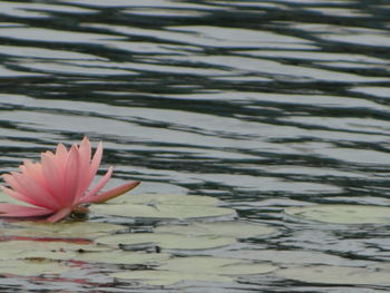 Close-up of flower floating on water