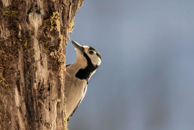 Close-up of squirrel on tree trunk