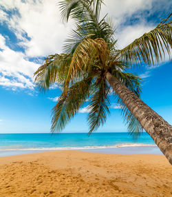 Palm tree by sea against sky