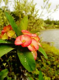 Close-up of pink flowers