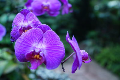 Close-up of purple flowering plant in park