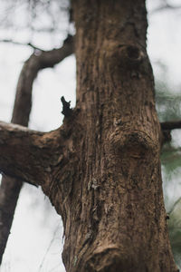 Low angle view of tree trunk