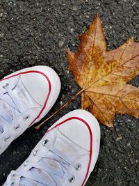 Low section of autumn leaves on ground