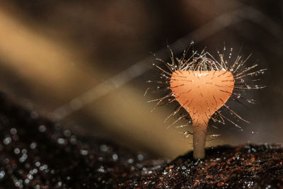 Close-up of spider web on plant