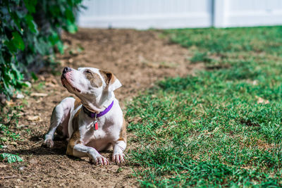 Dog relaxing at garden