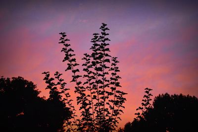 Silhouette of trees at sunset