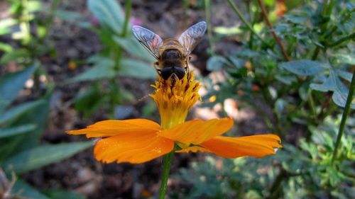 Close-up of butterfly on flower