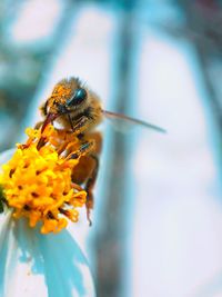 Close-up of bee pollinating on flower