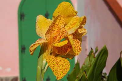 Close-up of yellow flowering plant