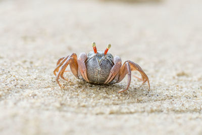 Litter crab on sandy beach	