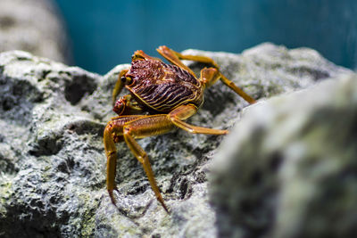 Close-up of insect on rock