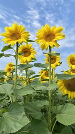 Close-up of yellow flowering plant