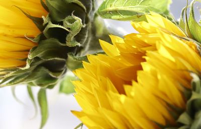 Close-up of sunflower against yellow flowering plant