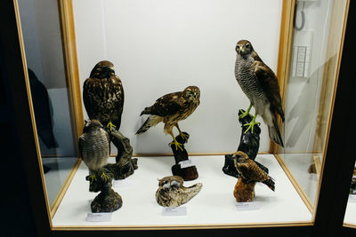 Birds perching on table