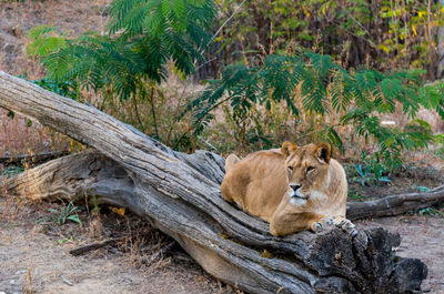 Cat resting in a forest