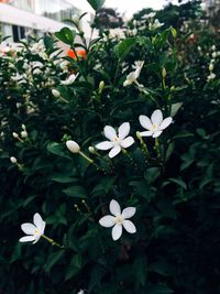 Close-up of white flowers blooming outdoors