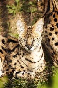 Cat lying on rock