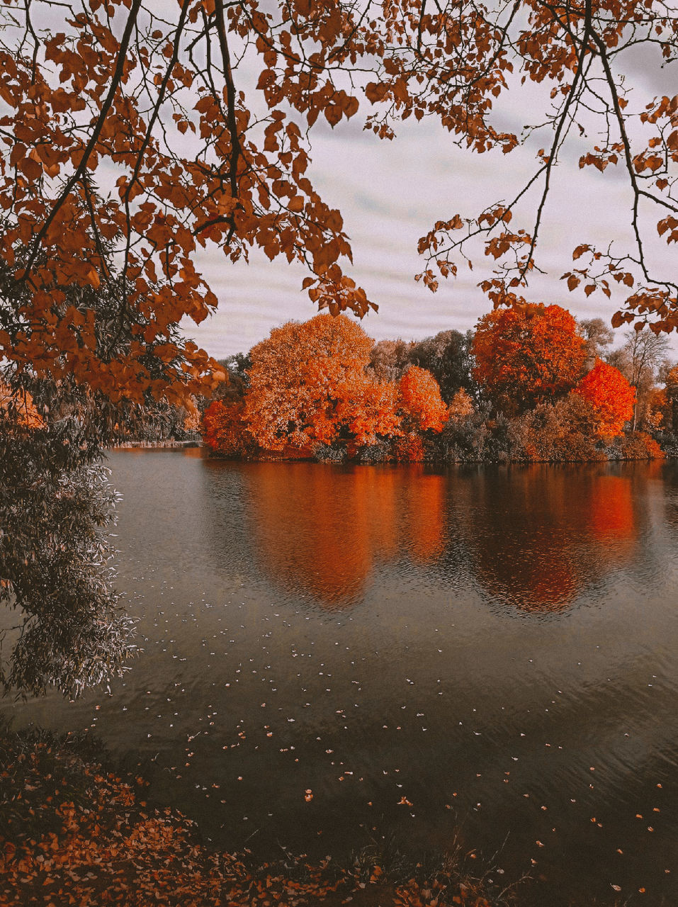 tree, autumn, reflection, water, beauty in nature, plant, nature, tranquility, leaf, morning, scenics - nature, orange color, lake, tranquil scene, sky, no people, plant part, idyllic, outdoors, environment, day, landscape, non-urban scene, land, forest