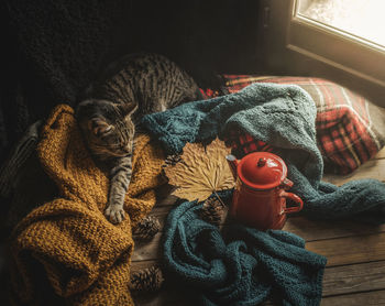 Cat and wool sweaters