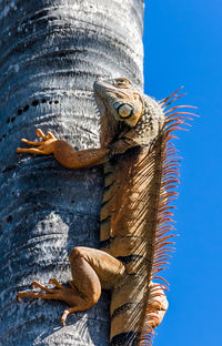 Low angle view of lizard