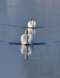 View of swan floating on lake