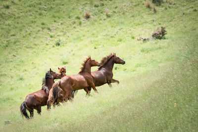 Horses in a field