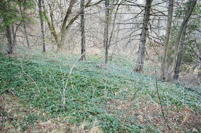 Full frame shot of trees in forest