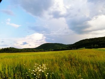 Scenic view of agricultural field against sky