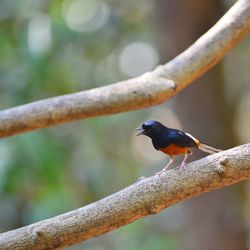Close-up of bird perching on branch
