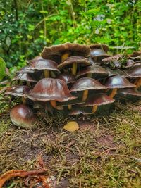 Close-up of mushroom on field