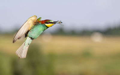 Close-up of bird perching on branch