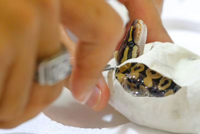 Close-up of cropped hand holding snake egg