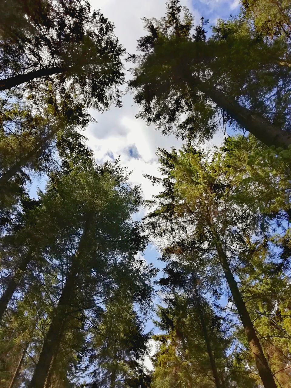 LOW ANGLE VIEW OF TREES