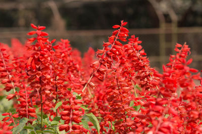 Close-up of red flowering plants