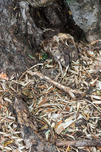 High angle view of bird in nest