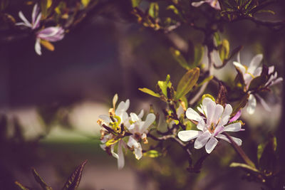 Close-up of cherry blossom tree
