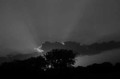 Low angle view of trees against sky