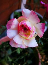 Close-up of pink rose blooming outdoors