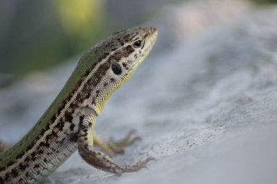 Close-up of lizard on rock