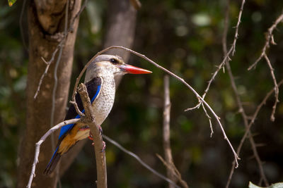 Close-up of bird perching on tree