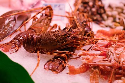 Close-up of crab in plate