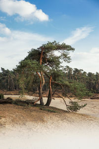 Trees on field against sky