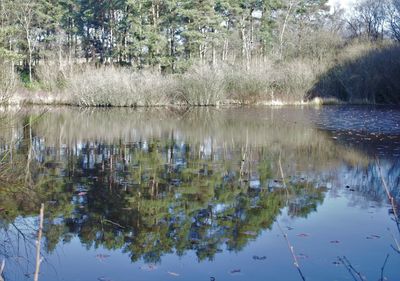 Reflection of trees in lake