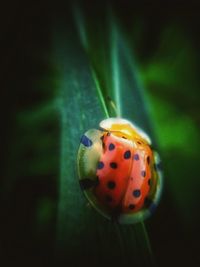 Close-up of ladybug on leaf