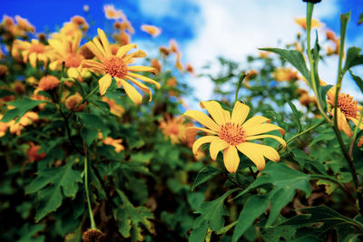 Close-up of yellow flowering plant