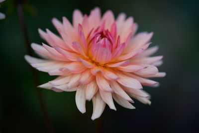 Close-up of pink flower