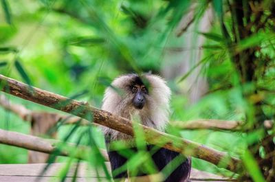 Lion tailed macaque sitting at zoo