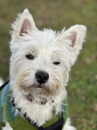 Close-up portrait of dog